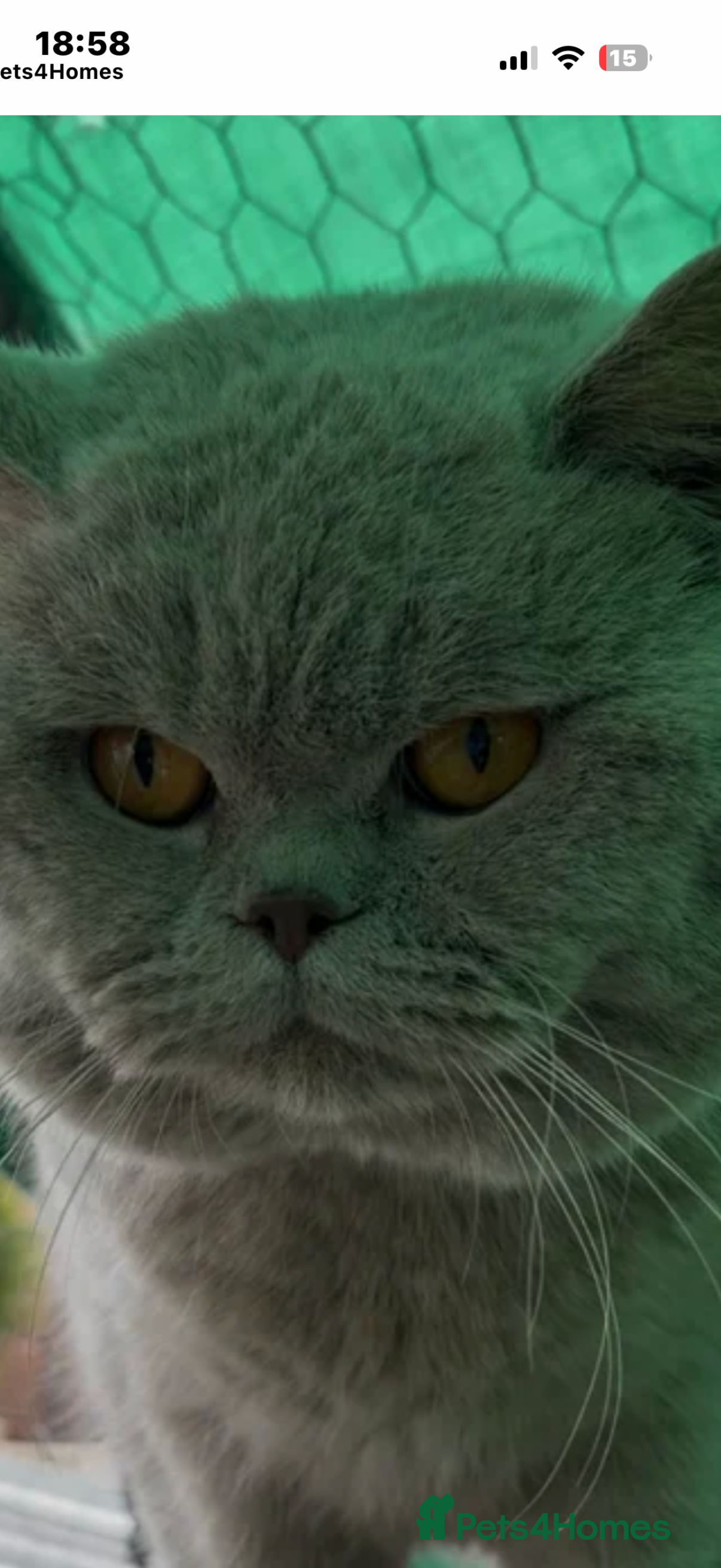 British Shorthair cats Thorn Stud duties only just 2 years old - Advert 8