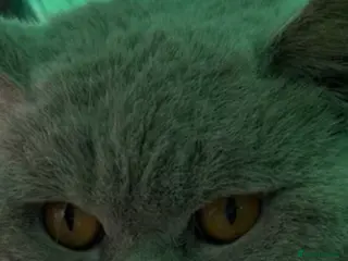 British Shorthair cats Thorn Stud duties only just 2 years old - Advert 8