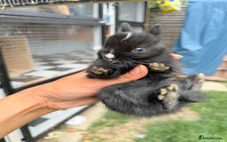 Netherland Dwarf rabbits for sale: •AVAILABLE• Pedigree Netherland Dwarf Baby BunnIes - Image 3