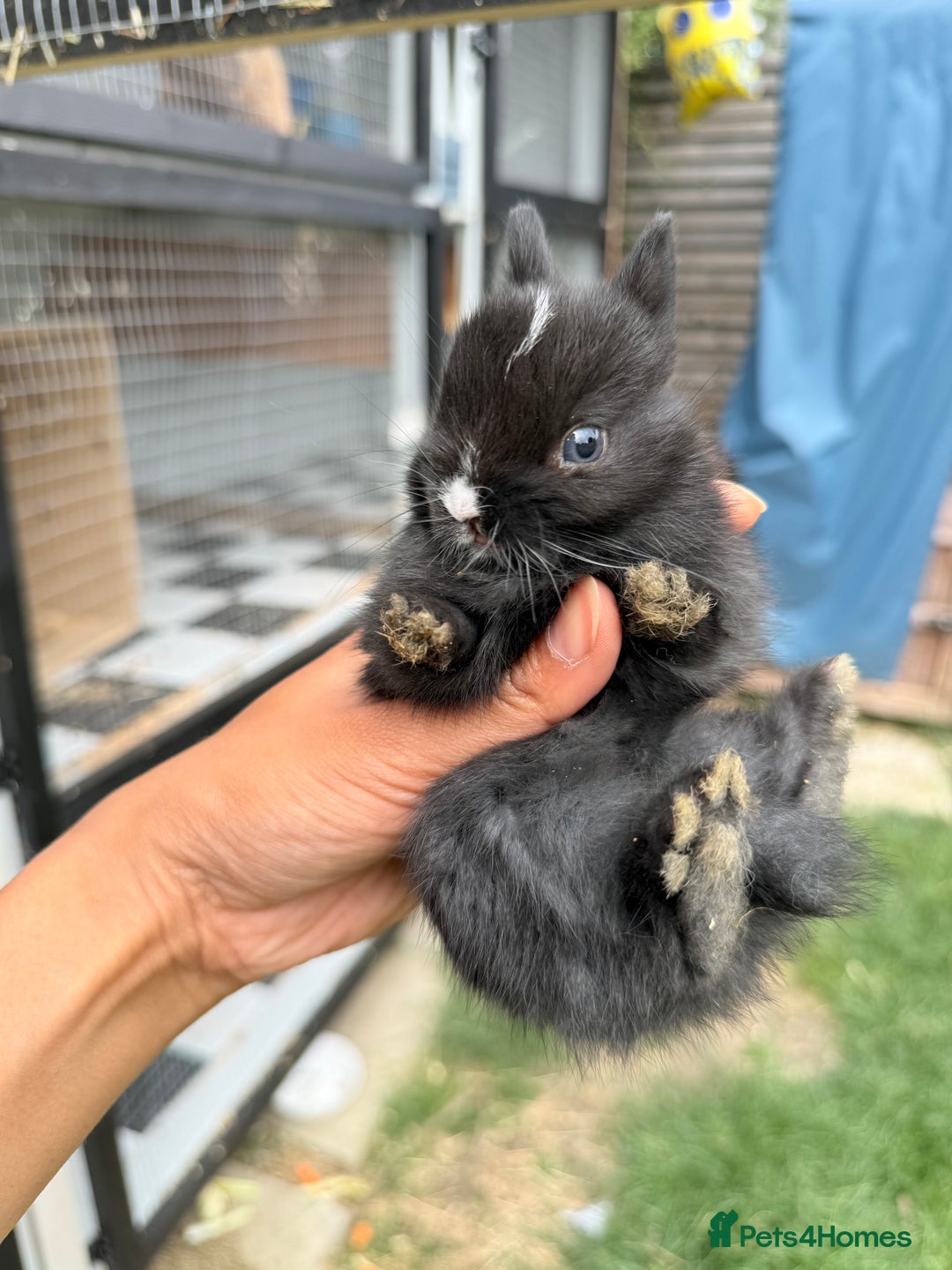 Netherland Dwarf rabbits for sale: •AVAILABLE• Pedigree Netherland Dwarf Baby BunnIes - Image 3