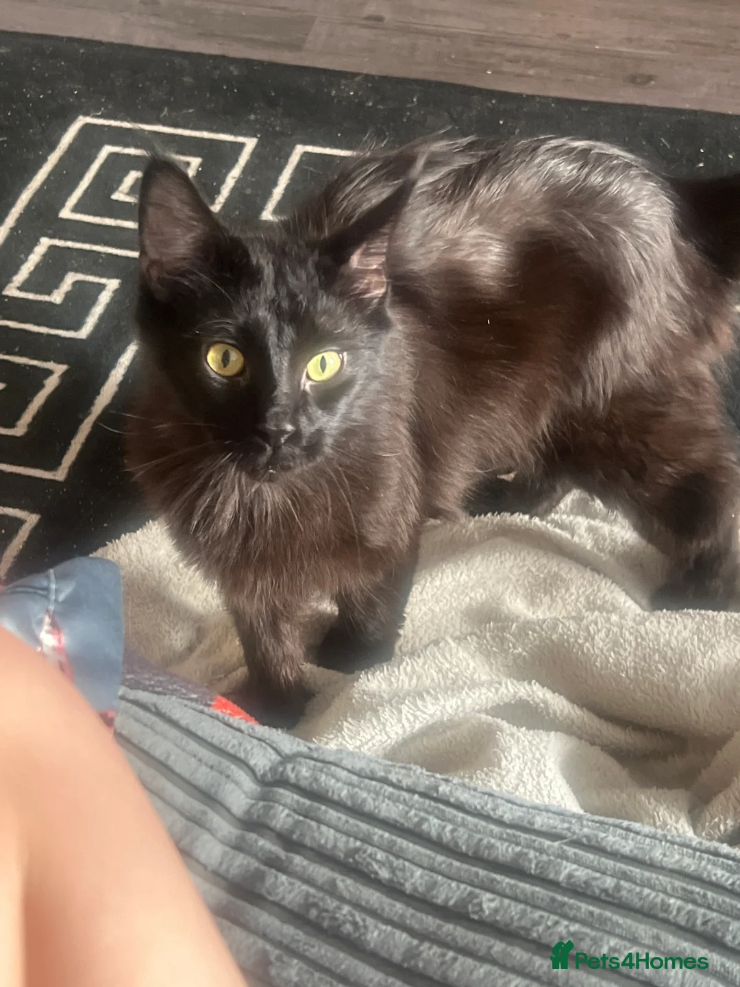 Maine Coon cats for sale: 4 beautiful maincoon mix tab kittens  - Advert 11