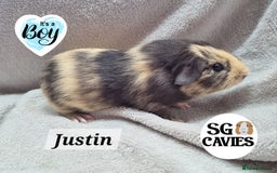 Guinea Pig rodents for sale: Stunning baby guinea pigs available  - Image 8