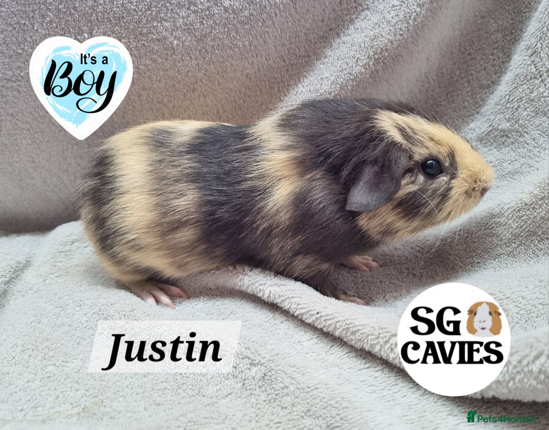 Guinea Pig rodents for sale: Stunning baby guinea pigs available  - Image 8