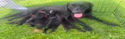 Labrador Retriever dogs for sale: KC registered, working, black Labrador puppies - Advert 7