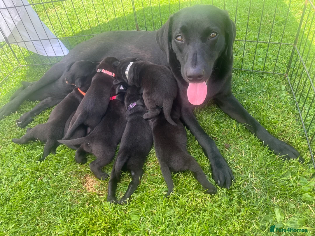 Labrador Retriever dogs for sale: KC registered, working, black Labrador puppies - Advert 7