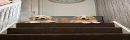 Double Doodle dogs for sale: Double Doodle Puppies (Hypoallergenic) - Advert 2