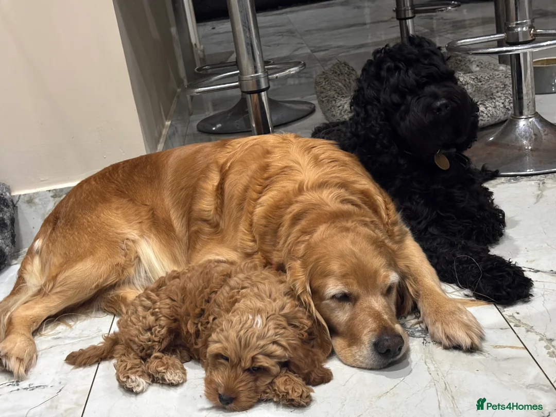 Golden Retriever dogs for sale: 2 girls going together  - Advert 14