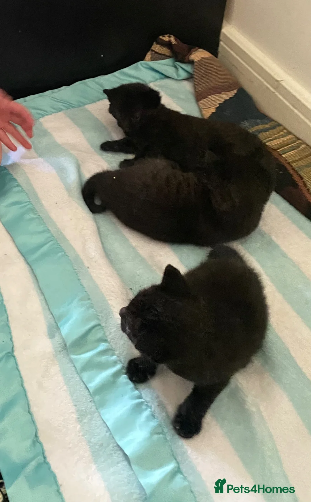 Mixed Breed cats for sale: Black kittens  - Advert 2