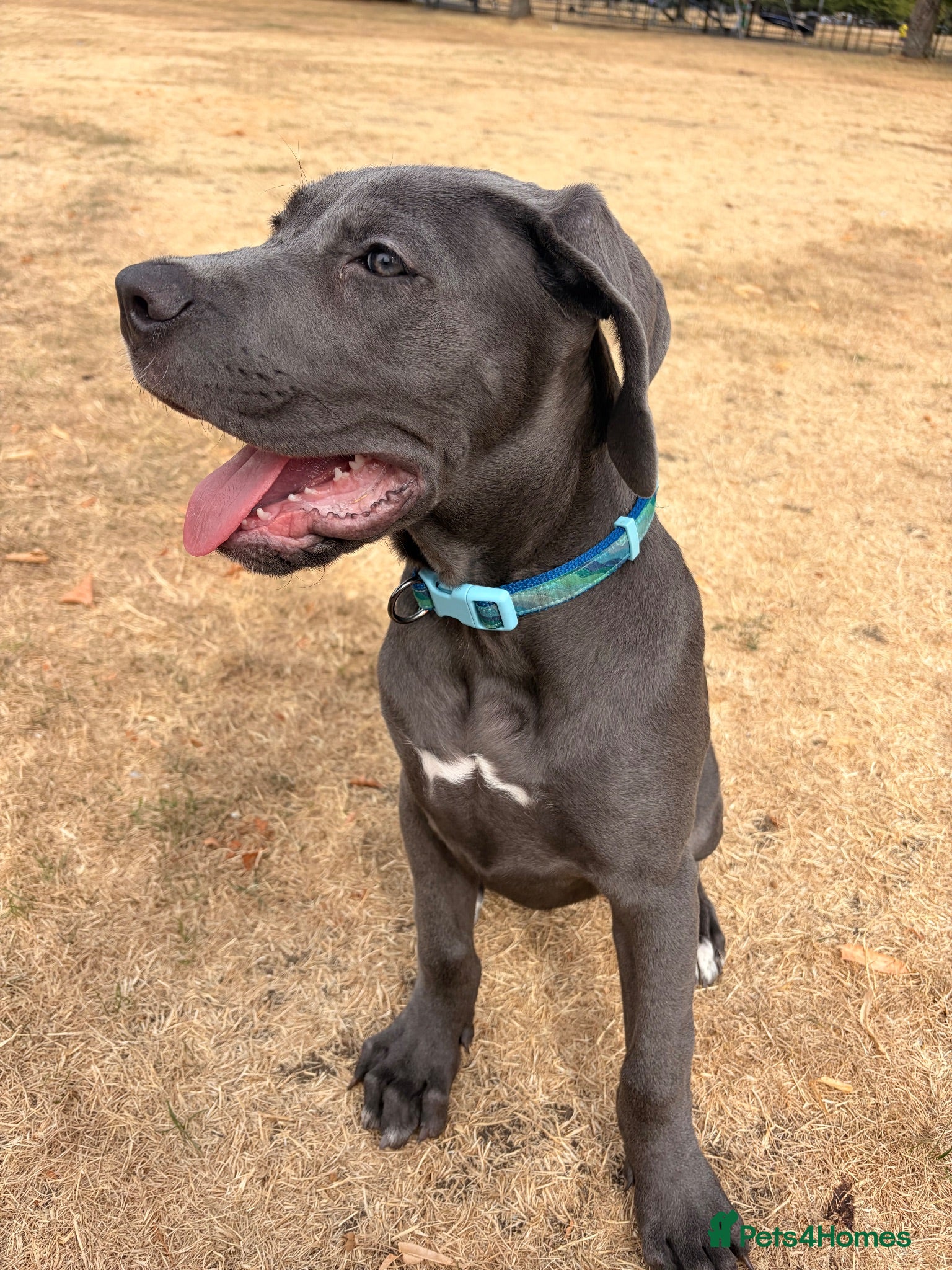 Cane Corso dogs Shadow  - Advert 1