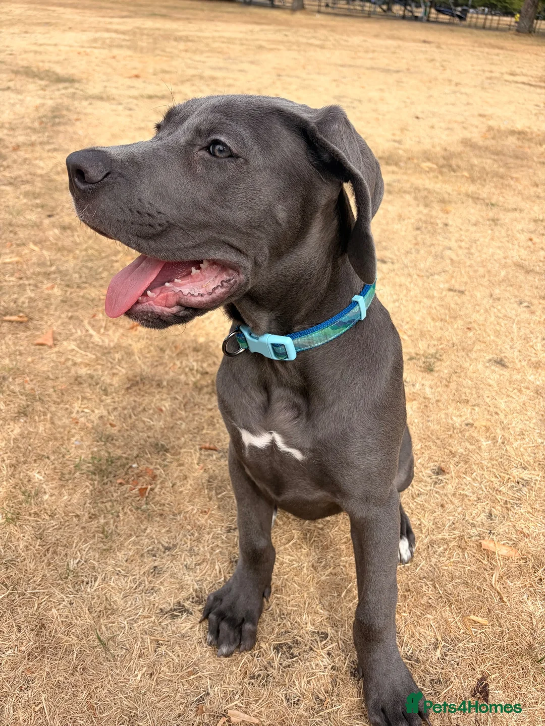 Cane Corso dogs for sale: Shadow  - Advert 1
