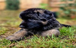 German Shepherd dogs for sale: German Shepherd Puppies - Image 16