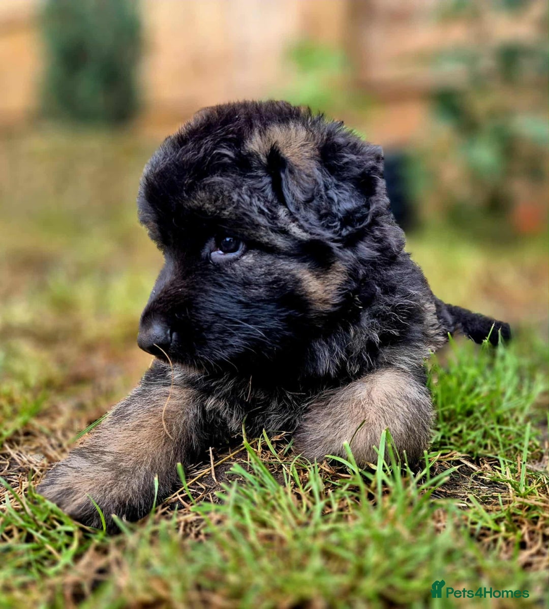 German Shepherd dogs for sale: German Shepherd Puppies - Image 16