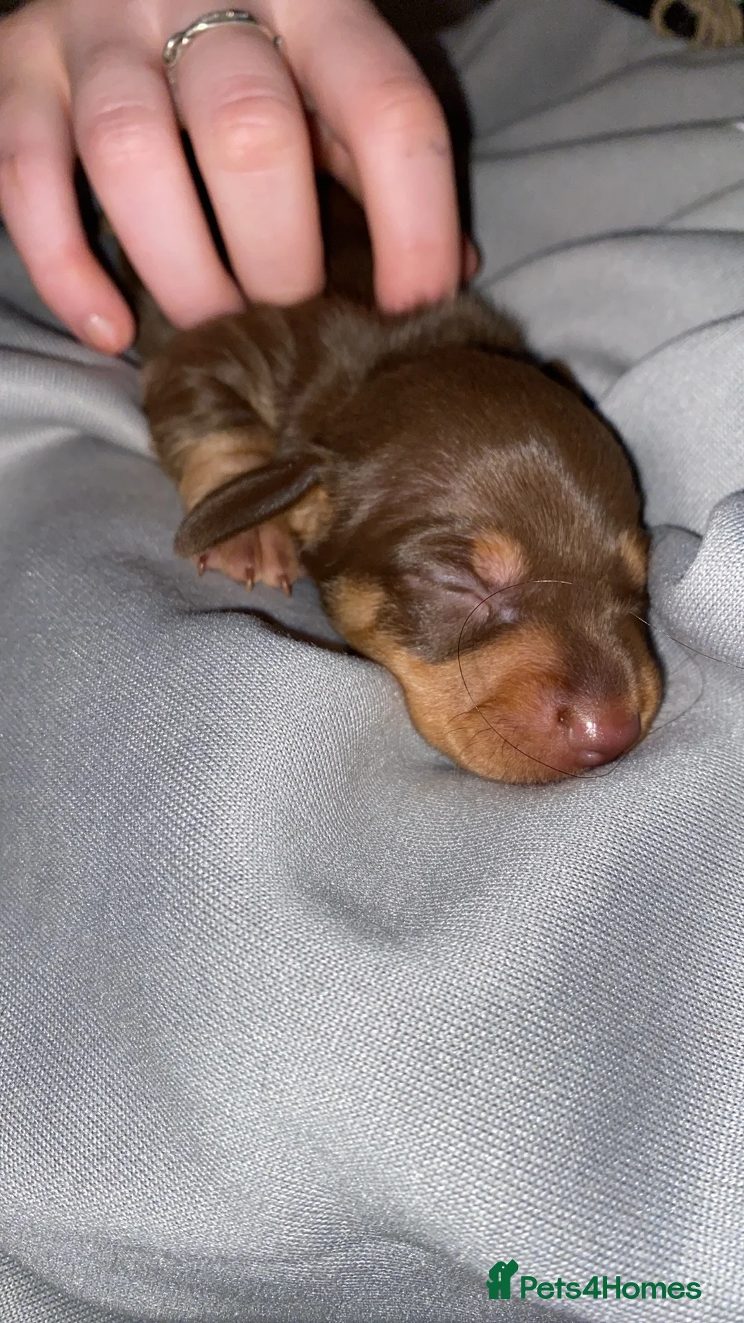 Dachshund dogs for sale: Dachshund  in Northallerton - Advert 13