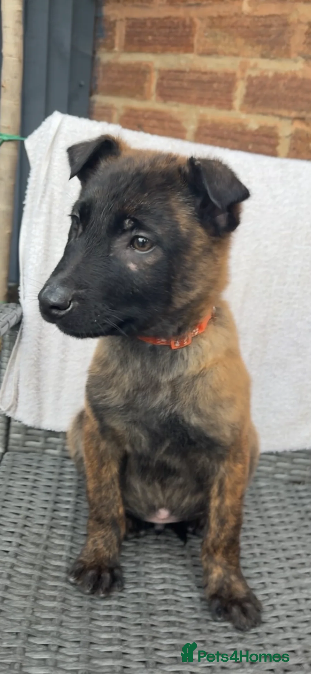 Mixed Breed dogs for sale: Dutch herder x Belgium malinois  - Advert 3
