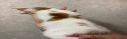 Ragdoll cats for sale: Gorgeous ragdoll cross kittens  - Advert 7