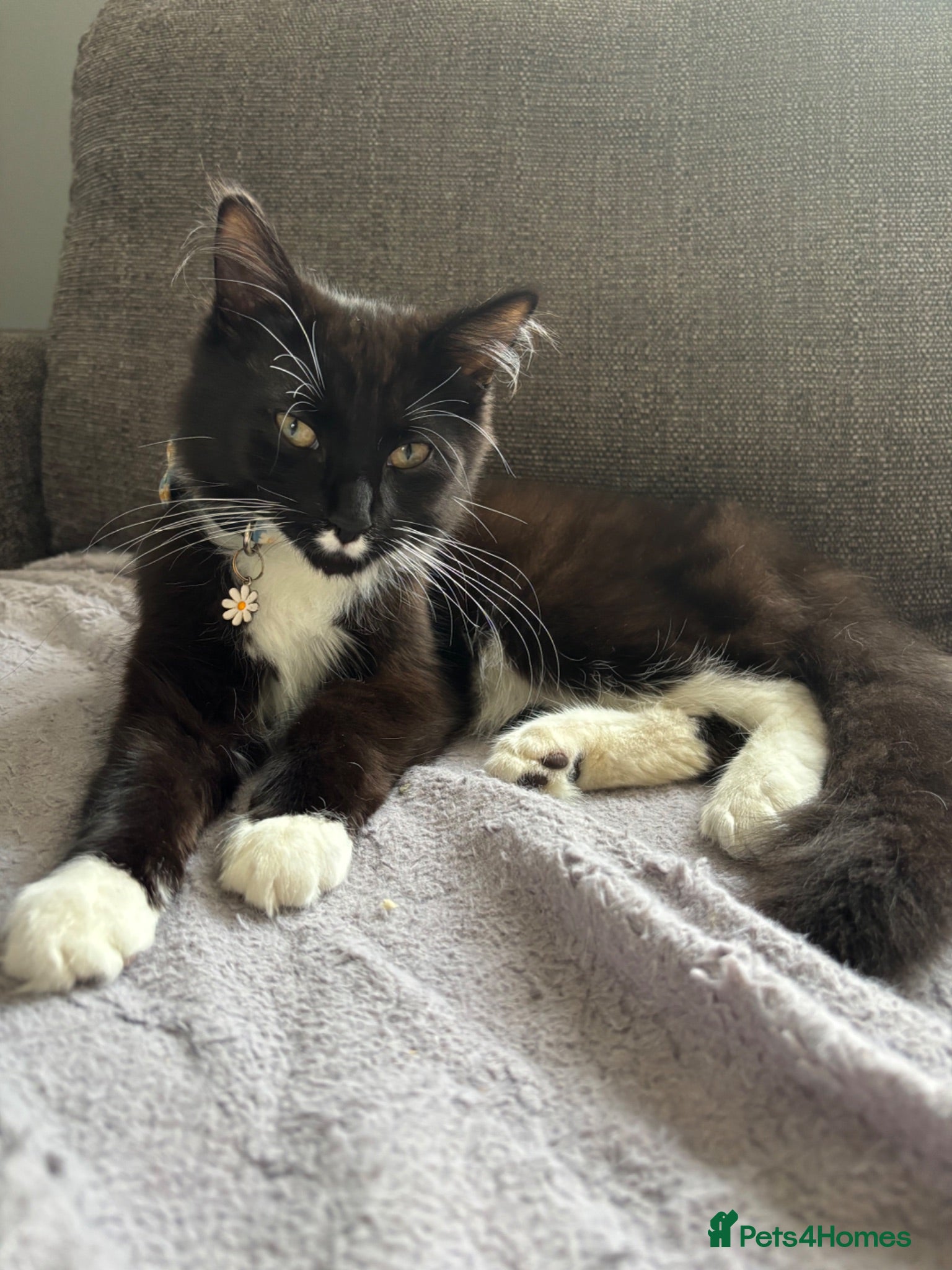 Mixed Breed cats Binx for sale  - Advert 4