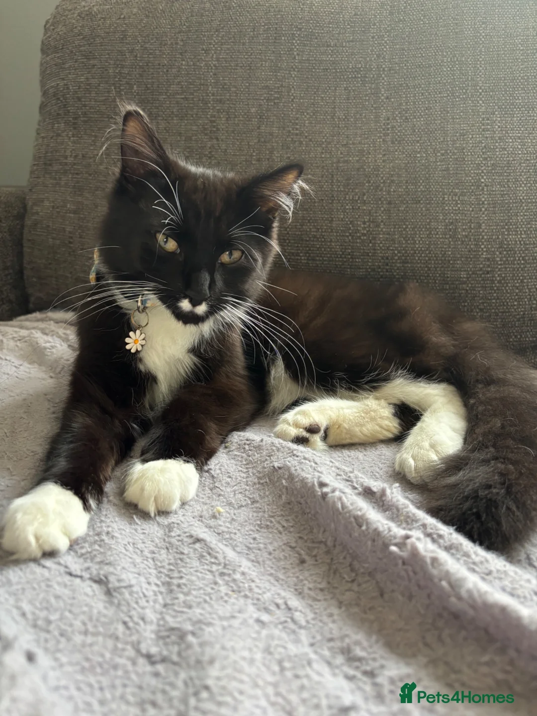 Mixed Breed cats for sale: Binx for sale  - Advert 1