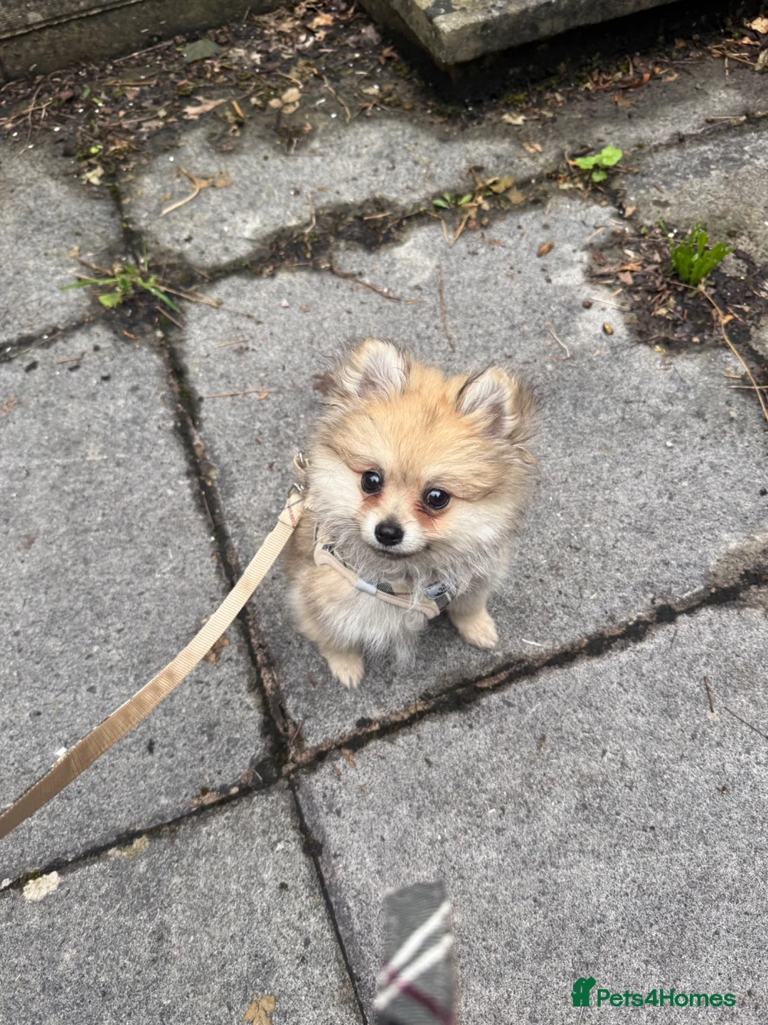 Pomeranian dogs for sale: Male Pomeranian  in Bath - Advert 1