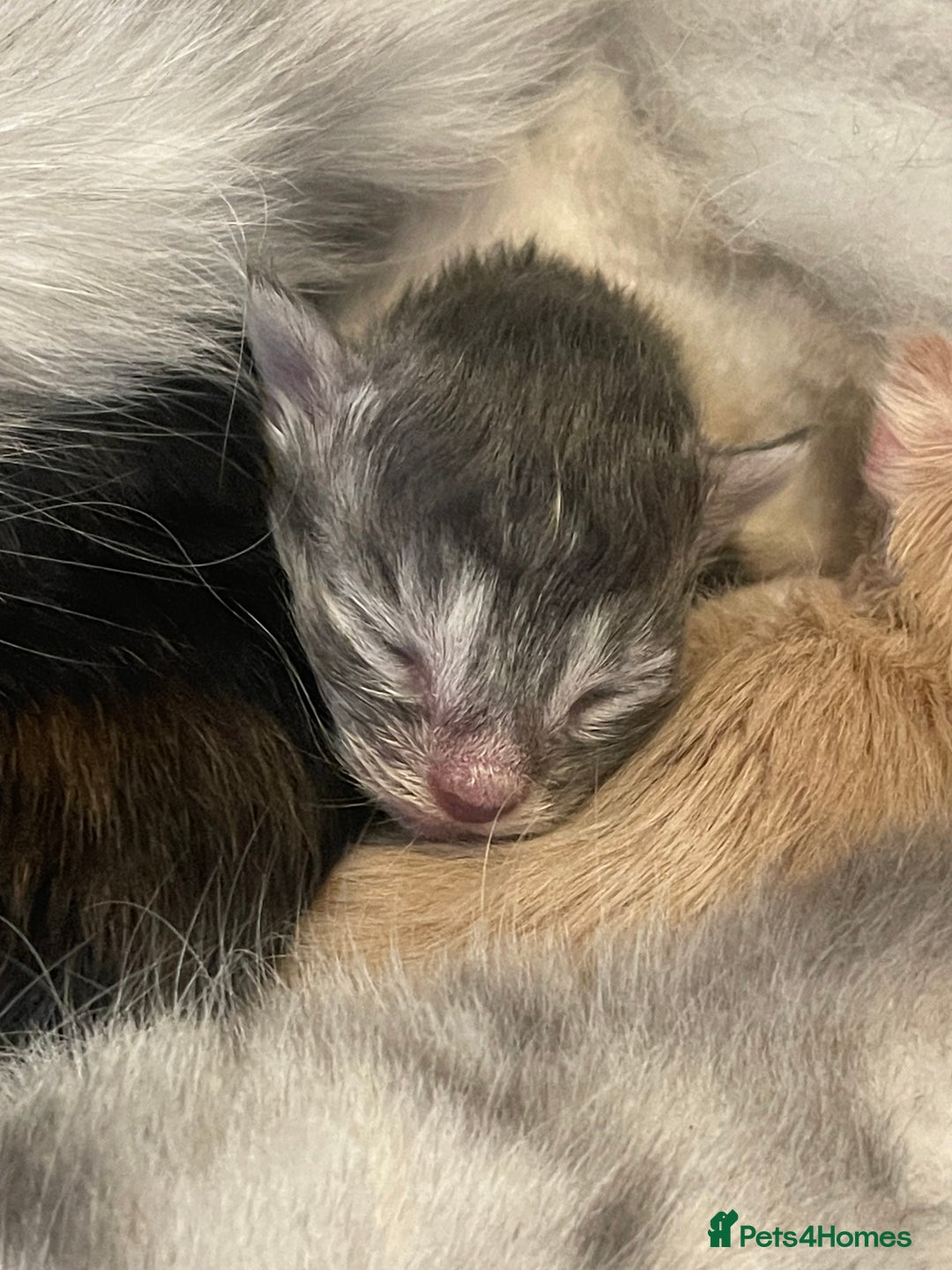 Maine Coon cats for sale: 🐾💛5 Sweet Maine Coons looking for forever home💛 - Advert 14