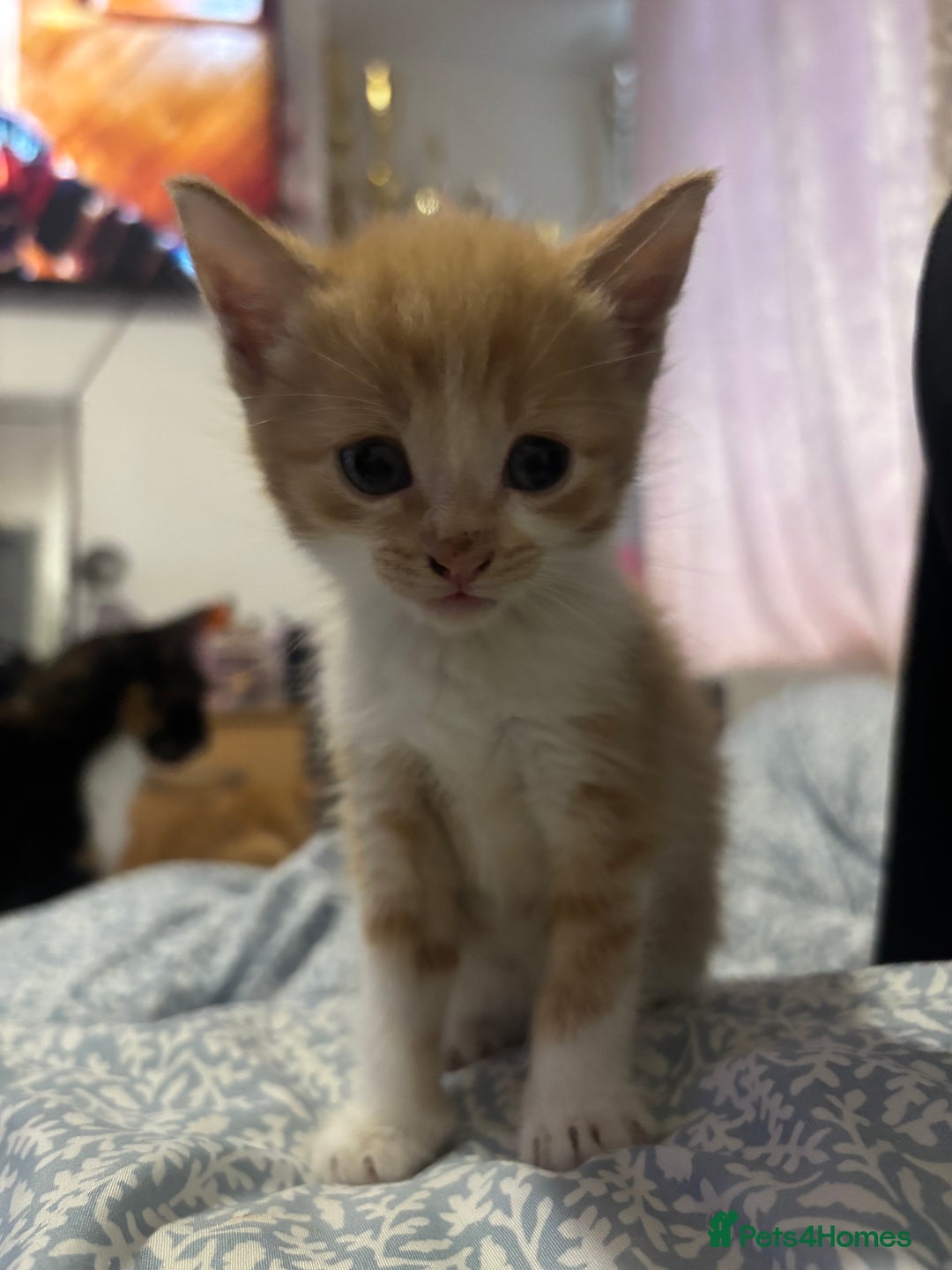 Domestic Shorthair cats for sale: 2 gorgeous short hair ginger male cats for sale 🏡 - Image 2