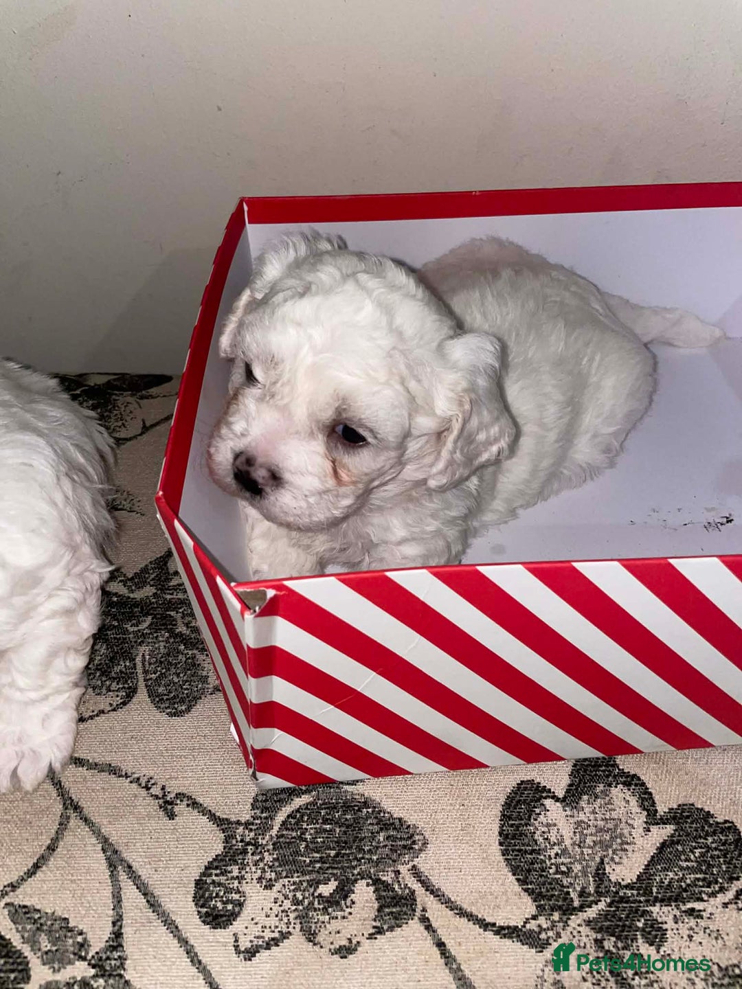 Bichon Frise dogs for sale: Adorable Bichon Puppies Looking! 🐾 - Advert 4