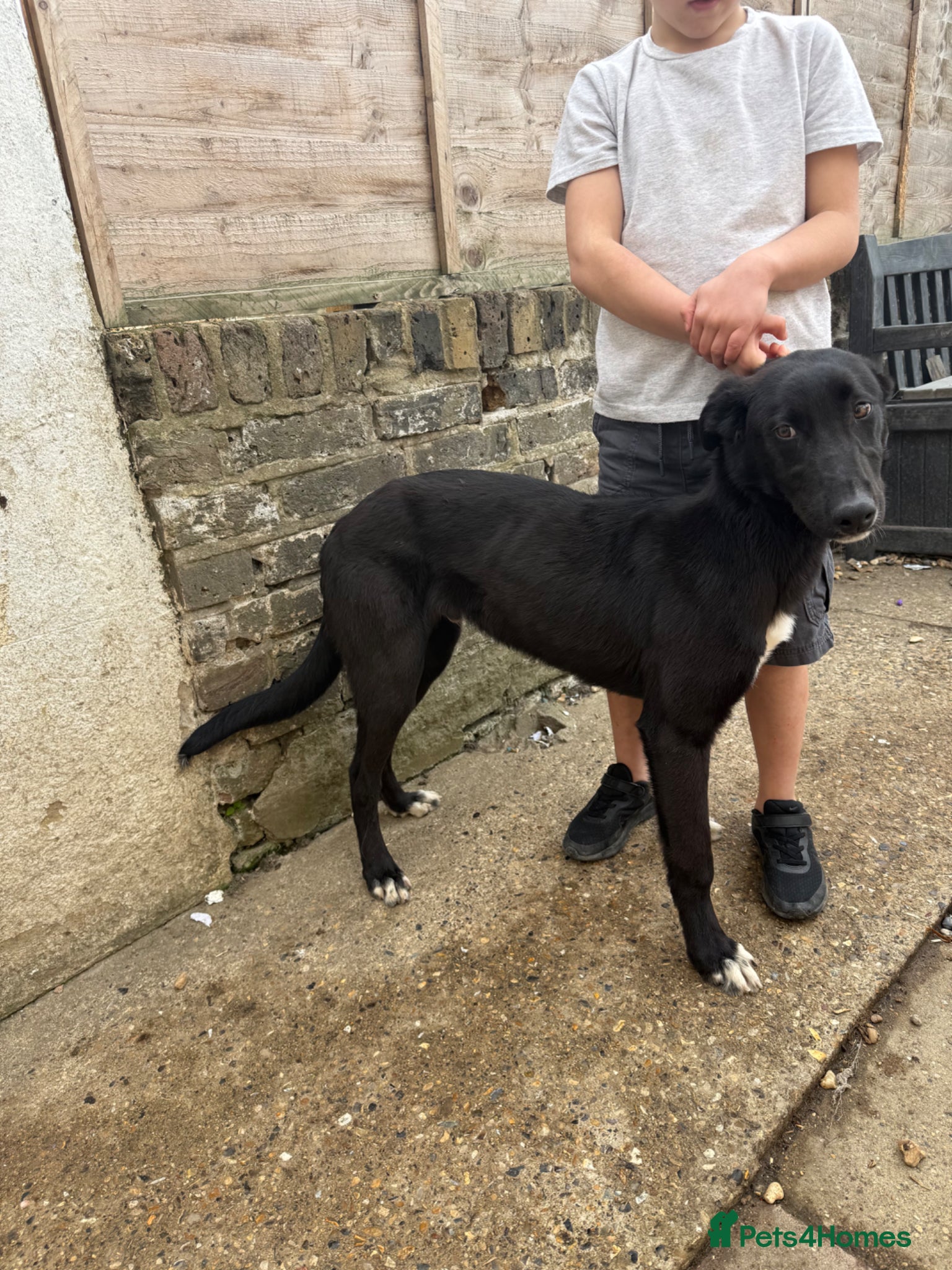 Lurcher dogs First cross Collie Greyhound - Advert 3