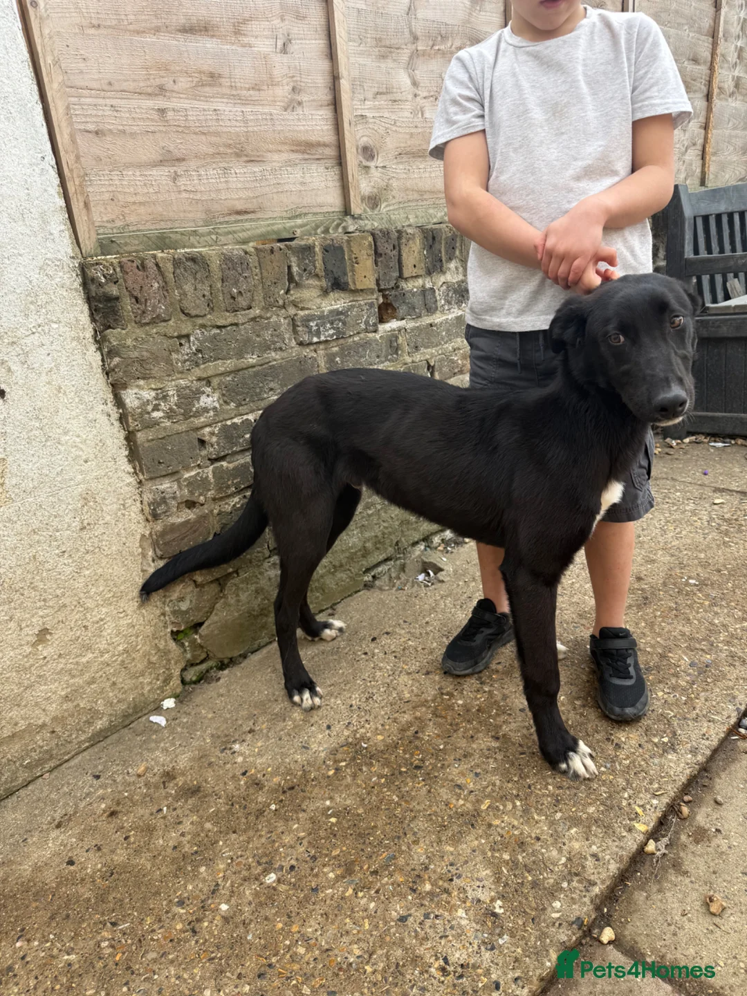 Lurcher dogs for sale: First cross Collie Greyhound - Advert 1