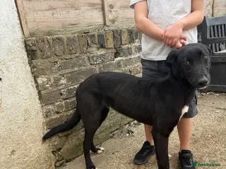 Lurcher dogs First cross Collie Greyhound - Advert 8