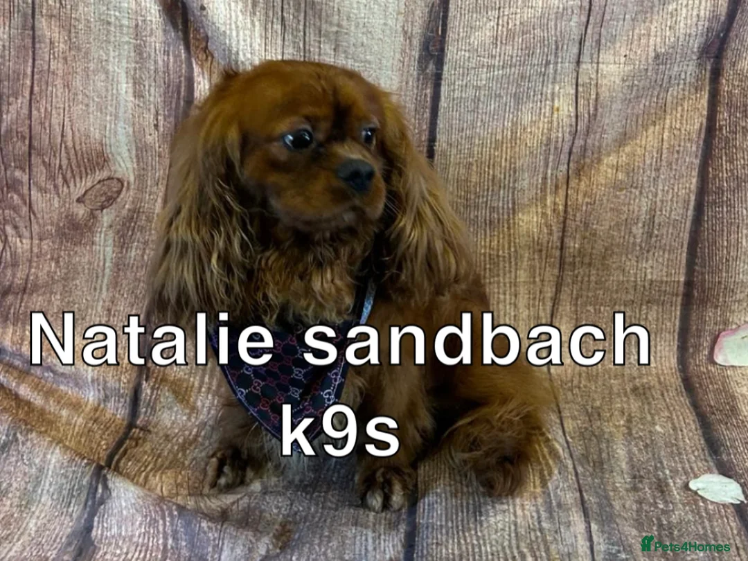 Cavalier King Charles Spaniel dogs for stud: kc Cavalier, King, Charles stud 🐶 in Sandbach - Advert 2