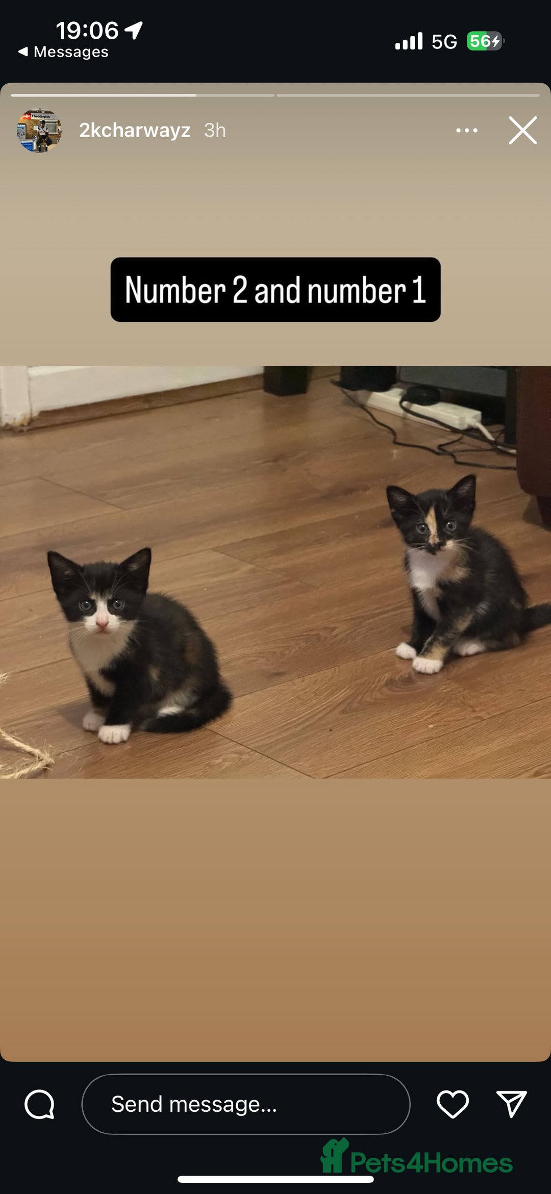 Domestic Shorthair cats for sale: 3 kittens for sale - Advert 9
