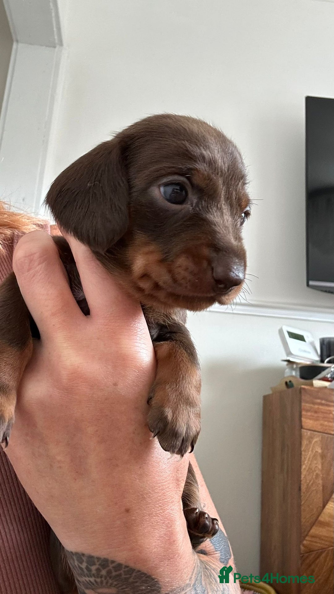 Dachshund dogs for sale: Miniature Daschund - Image 17