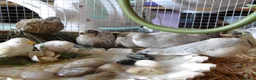 Quail poultry for sale: Quail all ages breeds from £5 - Advert 6