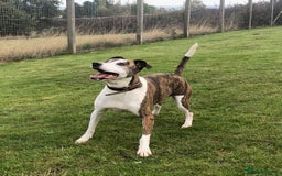 Mixed Breed dogs for adoption: Cody, crossbreed in need of loving home. - Image 2