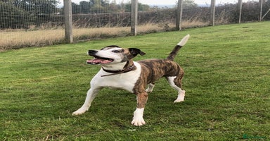 Mixed Breed dogs - Advert 3