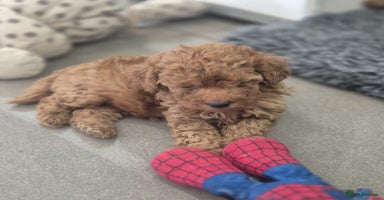 Miniature Poodle dogs - Advert 8