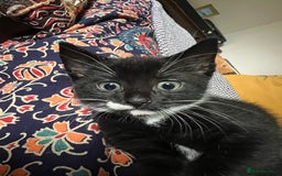 American Shorthair cats for sale: 1 little bean left from a litter of 5 - Image 3