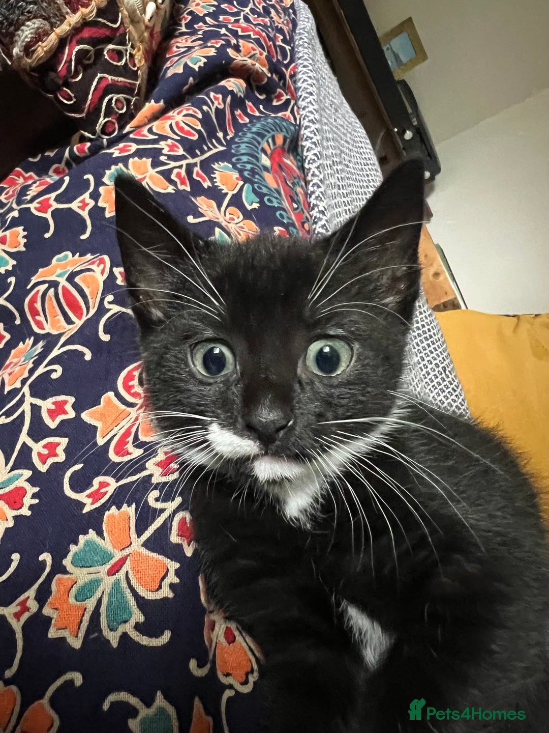 American Shorthair cats for sale: 1 little bean left from a litter of 5 - Image 3