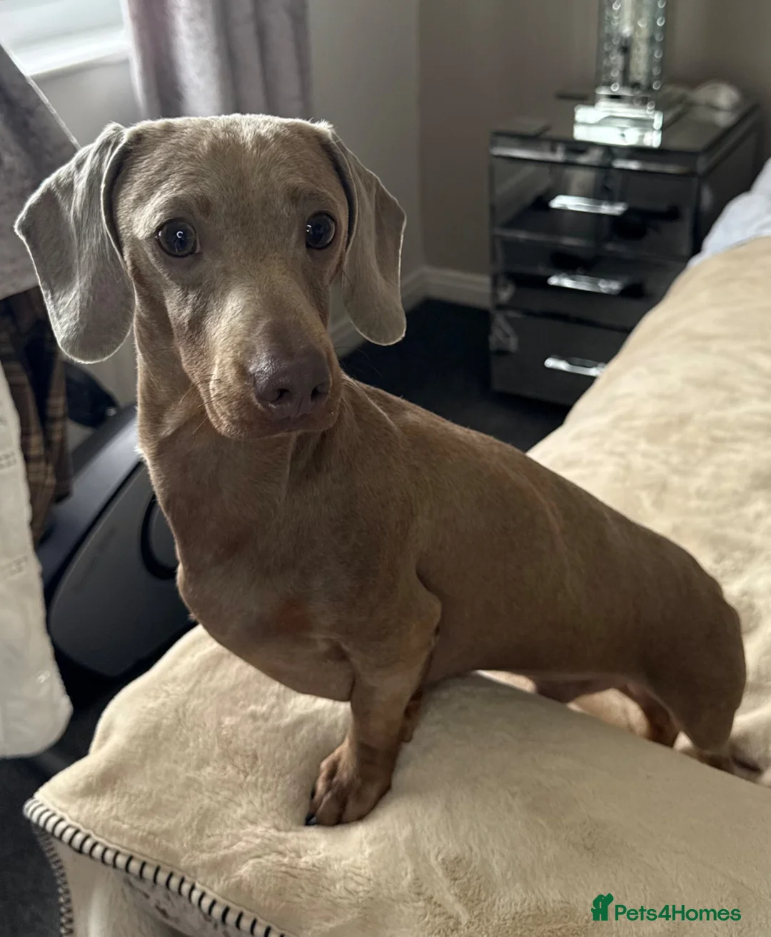 Miniature Dachshund dogs for stud: Miniature dachshund stud Isabella & tan  in Ferryhill - Advert 2