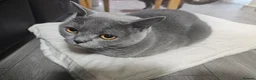 British Shorthair cats for sale: Blue British shorthair female (2y old) in Northwich - Advert 3