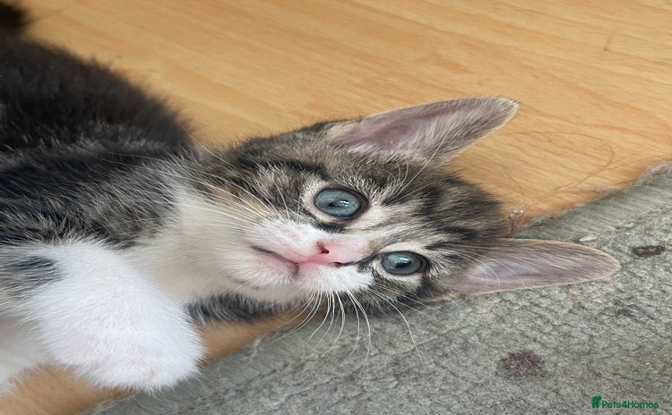 Domestic Shorthair cats - Advert 6