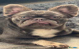 French Bulldog dogs for sale: Fluffy French bulldog and big rope French bulldog - Image 3
