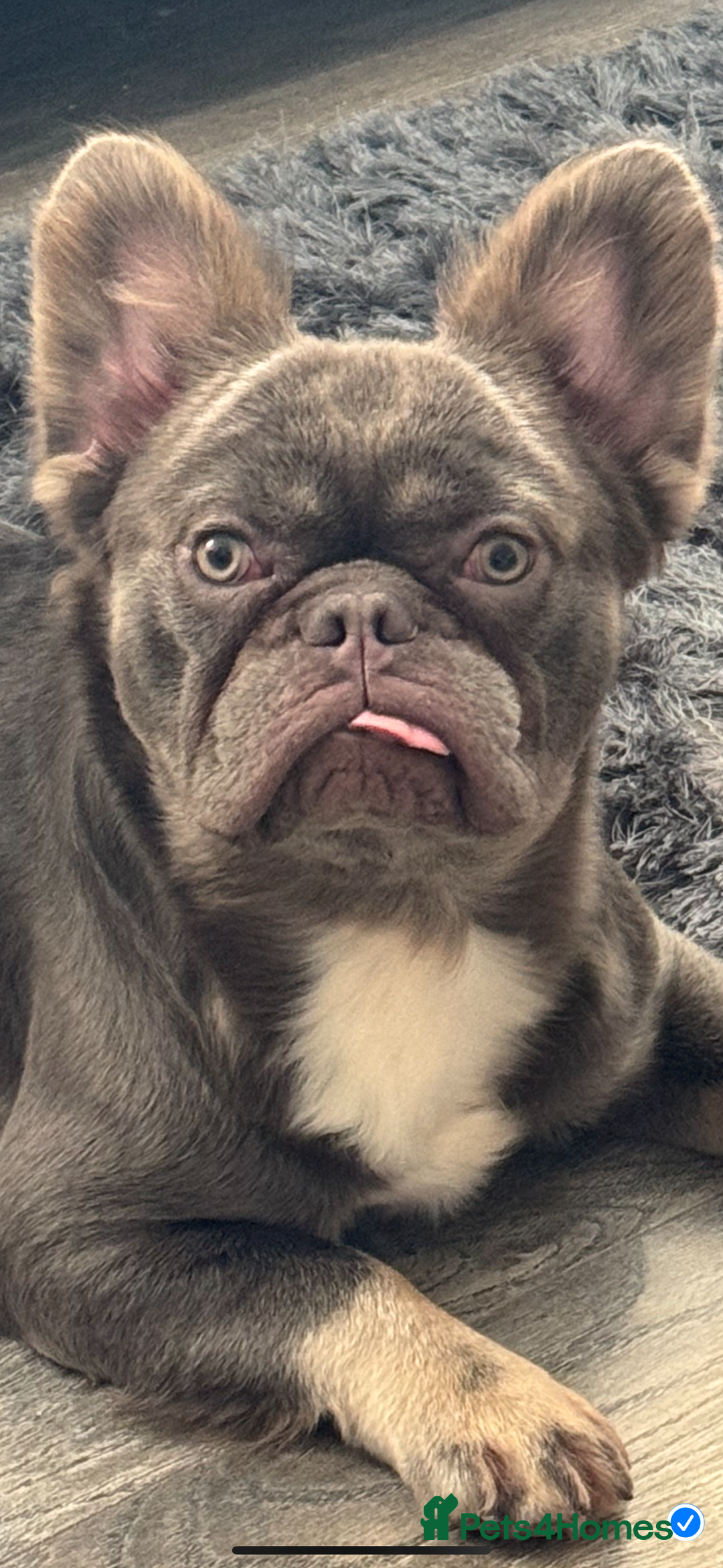 French Bulldog dogs for sale: Fluffy French bulldog and big rope French bulldog - Image 3