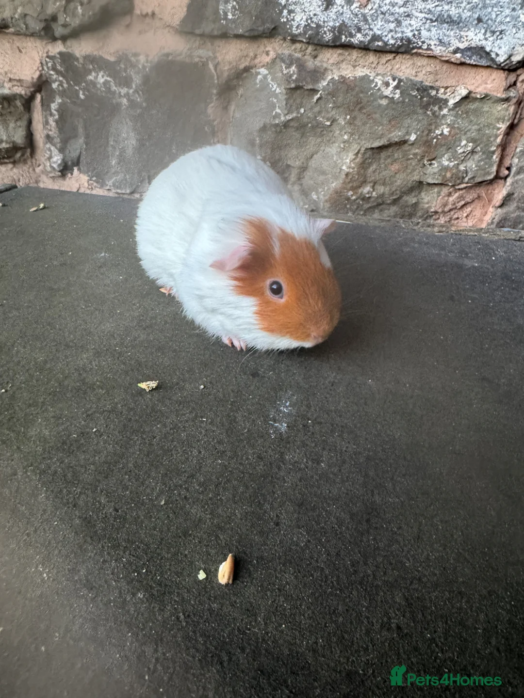 Guinea Pig rodents for sale: Stunning baby male guinea pig  - Advert 2