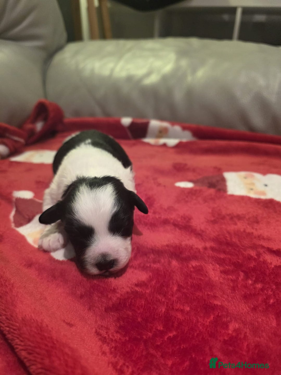 Mixed Breed dogs for sale: Pomshis - Advert 4