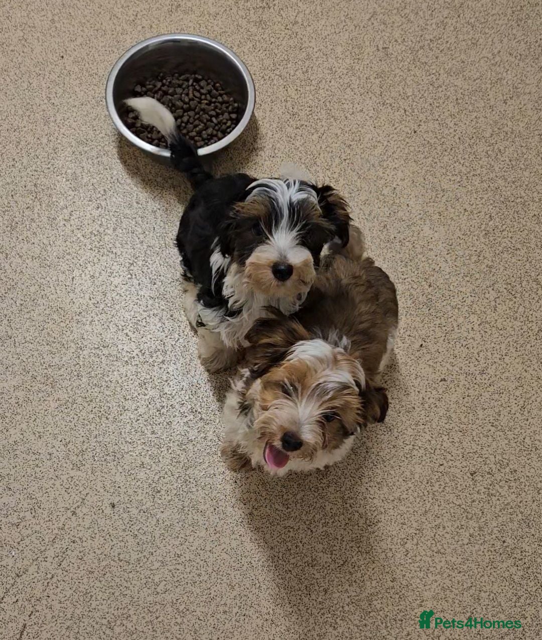 Yorkshire Terrier dogs DNA tested parents Biewer and Ocean Pearl puppies - Advert 3