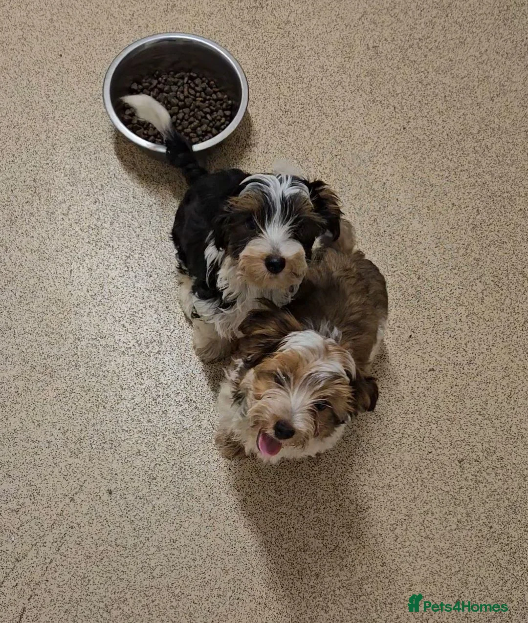 Yorkshire Terrier dogs for sale: DNA tested parents Biewer and Ocean Pearl puppies - Advert 1