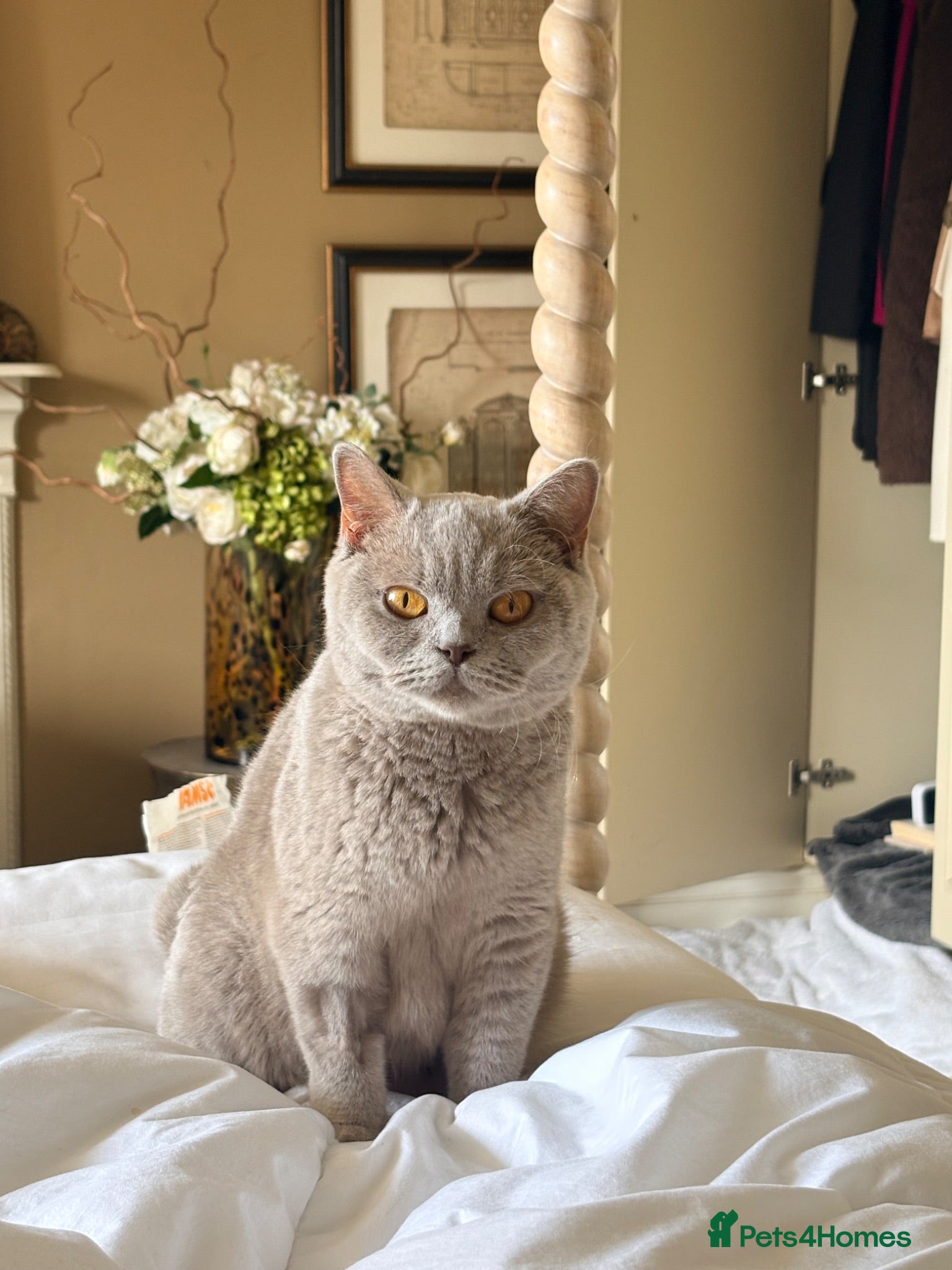 British Shorthair cats Beautiful British Shorthair kittens - London based - Advert 2