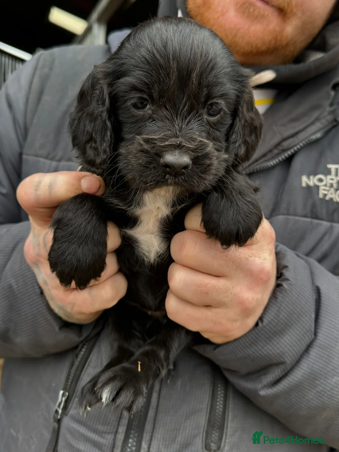 Cocker Spaniel dogs for sale: 2 little girls left - Advert 2