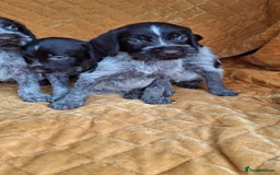 German Wirehaired Pointer dogs for sale: Quality German wirehaired pointer pups. - Image 10