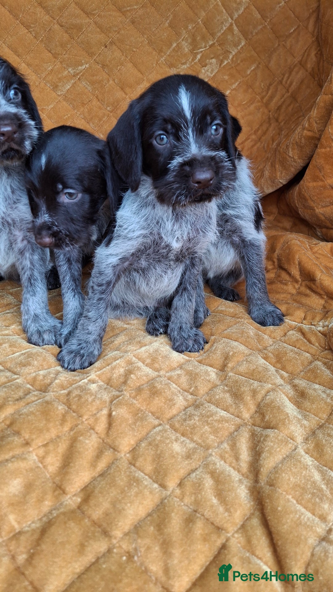 German Wirehaired Pointer dogs for sale: Quality German wirehaired pointer pups. - Image 10